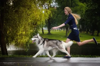 Фотошкола вибір об'єктива для фотозйомки собаки на виставці, dogatlas - атлас для власників собак (собаки) Фотошкола вибір об'єктива для фотозйомки собаки на виставці, dogatlas - атлас для власників собак