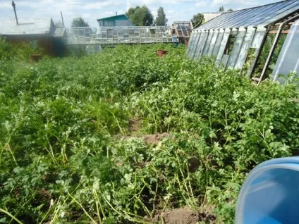 Фото звіт про те, як покрити стару теплицю полікарбонатом (листами полікарбонату теплицю) Фото звіт про те, як покрити стару теплицю полікарбонатом