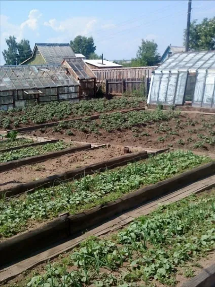 Фото звіт про те, як покрити стару теплицю полікарбонатом (листами полікарбонату теплицю) Фото звіт про те, як покрити стару теплицю полікарбонатом