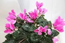 Гайморит лікування народними засобами