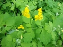 Гайморит лікування народними засобами