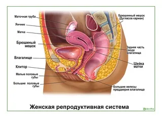 Гінекологічне обладнання для гінекології> купити, ціни в москві, оптом і в роздріб (гінекології) Гінекологічне обладнання для гінекології> купити, ціни в москві, оптом і в роздріб
