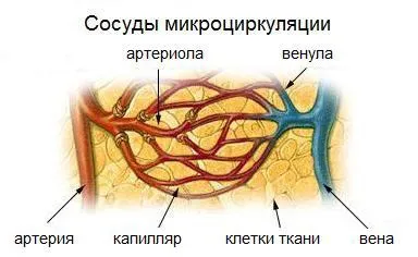 Гімнастика і вправи для серця і судин мозку, ніг і шиї (судин) Гімнастика і вправи для серця і судин мозку, ніг і шиї