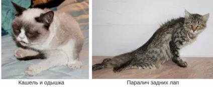 Гіпертрофтческая кардіоміопатія у кішок симптоми, лікування, в тому числі у британських кішок, скільки (кішок) Гіпертрофтческая кардіоміопатія у кішок симптоми, лікування, в тому числі у британських кішок, скільки