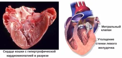 Гіпертрофтческая кардіоміопатія у кішок симптоми, лікування, в тому числі у британських кішок, скільки (кардіоміопатія) Гіпертрофтческая кардіоміопатія у кішок симптоми, лікування, в тому числі у британських кішок, скільки