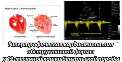 Гіпертрофічна кардіоміопатія у кішок (діагностика, лікування) ГКМП кішок (етіологія, патогенез) (кардіоміопатія) Гіпертрофічна кардіоміопатія у кішок (діагностика, лікування) ГКМП кішок (етіологія, патогенез)