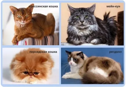 Гіпертрофтческая кардіоміопатія у кішок симптоми, лікування, в тому числі у британських кішок, скільки (гіпертрофтческая) Гіпертрофтческая кардіоміопатія у кішок симптоми, лікування, в тому числі у британських кішок, скільки