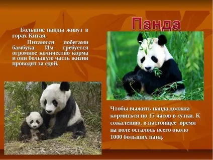 Де живуть панди 1