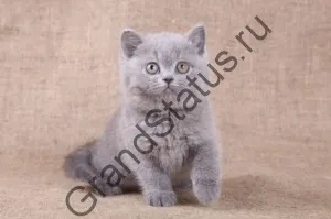 Grand status - британські кішки історія, стандарт, характер (status) Grand status - британські кішки історія, стандарт, характер