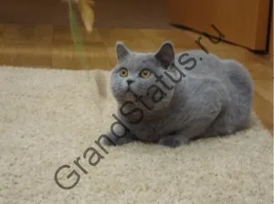 Grand status - британські кішки історія, стандарт, характер (grand) Grand status - британські кішки історія, стандарт, характер