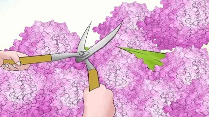 Гортензія деревоподібна посадка і догляд, обрізка, пересадка (гортензія) Гортензія деревоподібна посадка і догляд, обрізка, пересадка