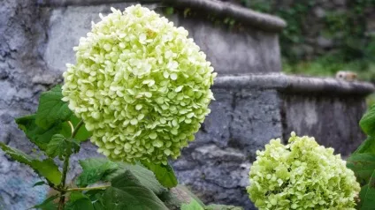 Гортензія деревоподібна посадка і догляд, обрізка, пересадка (посадка) Гортензія деревоподібна посадка і догляд, обрізка, пересадка