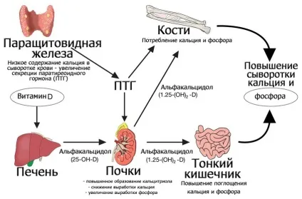 Гормони паращитовидной залози і їх роль (гормони паращитовидної залози) Гормони паращитовидной залози і їх роль