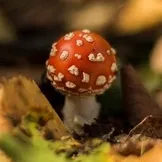 Як зробити концерт будинки для батьків (будинки) Як зробити концерт будинки для батьків