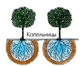 Як зробити крапельний полив в парнику (парнику) Як зробити крапельний полив в парнику