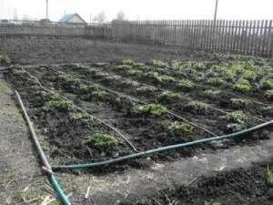 Як зробити крапельний полив в парнику (зробити крапельний полив) Як зробити крапельний полив в парнику