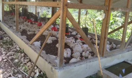 Як зробити курник своїми руками для бройлерів в домашніх умовах креслення, фото і відео матеріали (як побудувати) Як зробити курник своїми руками для бройлерів в домашніх умовах креслення, фото і відео матеріали