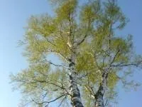 Help! Лопнув верх у паски, краса, рецепти (лопнув) Help! Лопнув верх у паски, краса, рецепти
