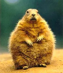 Groundhog day 1