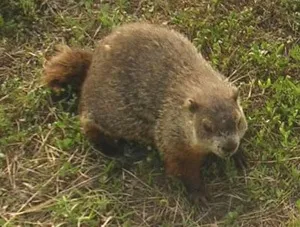 Groundhog day 1