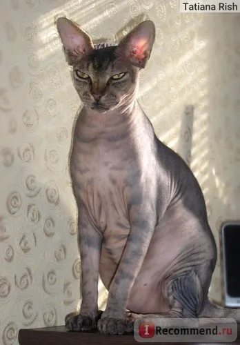 Hills prescription diet feline c