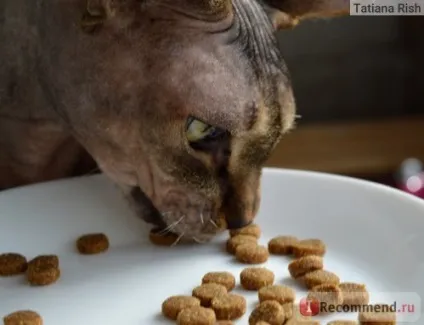 Hills prescription diet feline c