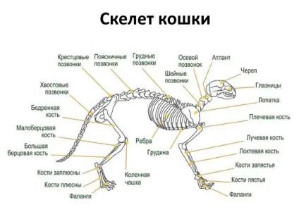 Інструкція по застосуванню таблеток кетофен (інструкція) Інструкція по застосуванню таблеток кетофен