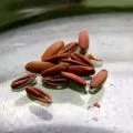 Ірис сибірський посадка, догляд, розмноження, фото і відео (розмноження) Ірис сибірський посадка, догляд, розмноження, фото і відео