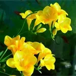 Іриси посадка, догляд, сорти