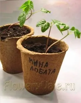 Іпомея міна Лобату - окремим рядком