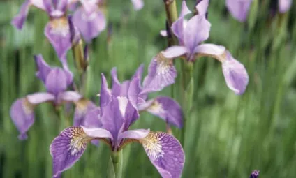 Ірис сибірський опис, особливості посадки і догляду (iris sibirica) Ірис сибірський опис, особливості посадки і догляду