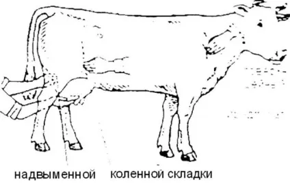 Дослідження лімфатичних вузлів (дослідження) Дослідження лімфатичних вузлів