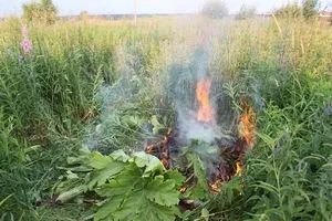 Як боротися з борщівник Сосновського на дачній ділянці