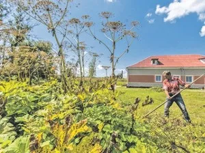 Як боротися з борщівник Сосновського на дачній ділянці