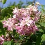 Які тіньолюбиві чагарники можна посадити на дачній ділянці (посадити) Які тіньолюбиві чагарники можна посадити на дачній ділянці