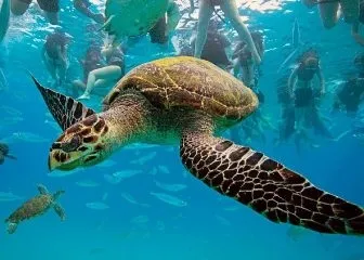 Які цікаві місця приховує в собі карта карибського моря (приховує) Які цікаві місця приховує в собі карта карибського моря