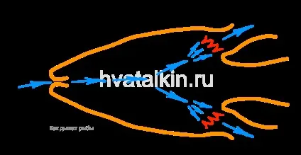 Як дихають риби під водою почемучки для дітей (дихають) Як дихають риби під водою почемучки для дітей