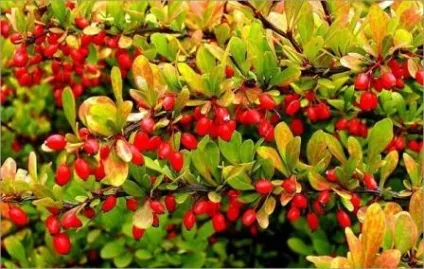 Які тіньолюбиві чагарники можна посадити на дачній ділянці (чагарники) Які тіньолюбиві чагарники можна посадити на дачній ділянці