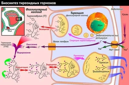Які гормони необхідно досліджувати при захворюваннях щитовидної залози (залози) Які гормони необхідно досліджувати при захворюваннях щитовидної залози
