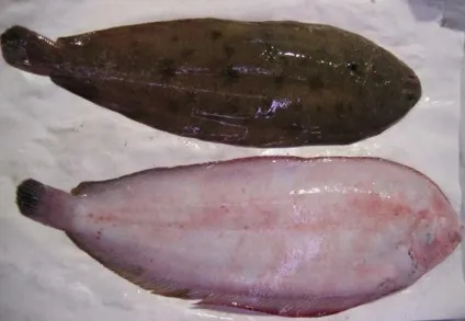 Як готувати морський язик, запечений з картоплею