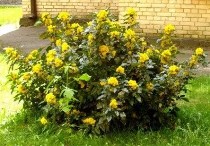 Які тіньолюбиві чагарники можна посадити на дачній ділянці (чагарники) Які тіньолюбиві чагарники можна посадити на дачній ділянці