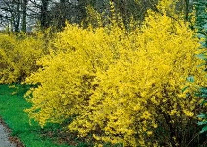 Які тіньолюбиві чагарники можна посадити на дачній ділянці (чагарники) Які тіньолюбиві чагарники можна посадити на дачній ділянці
