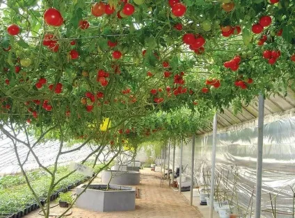 Які сорти томатів для консервування підходять найкращим чином що слід вибрати
