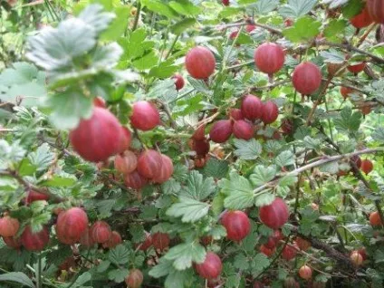 Які тіньолюбиві чагарники можна посадити на дачній ділянці (можна) Які тіньолюбиві чагарники можна посадити на дачній ділянці