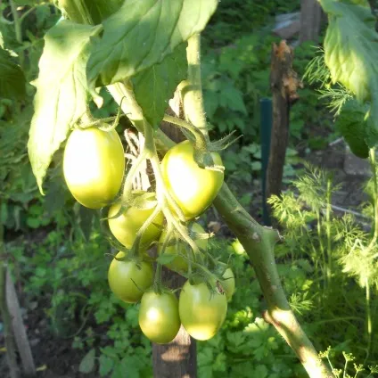 Які сорти томатів для консервування підходять найкращим чином що слід вибрати