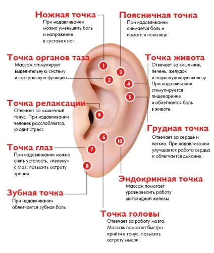 Як робити масаж вух, і яку користь він несе (користь масажу вух) Як робити масаж вух, і яку користь він несе