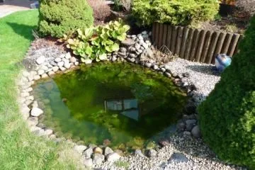 Якими способами модно зробити якісну очистку ставка від водоростей