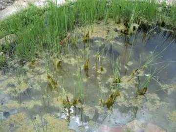 Якими способами модно зробити якісну очистку ставка від водоростей