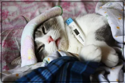 Як позбутися від запаху котячої сечі народні та ефективні способи (котячої) Як позбутися від запаху котячої сечі народні та ефективні способи