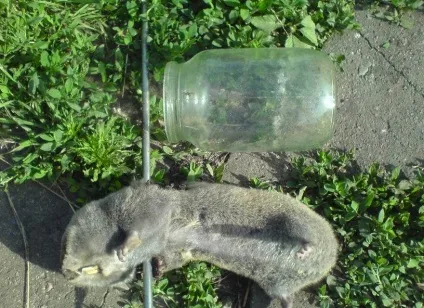 Як позбавиться від кротів на садовій ділянці
